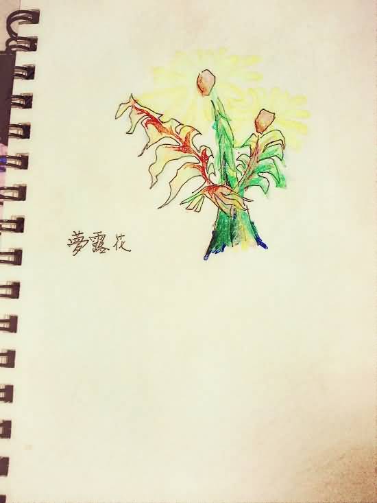 佛罗伦娜的艾泽拉斯草药学笔记外域篇之梦露花