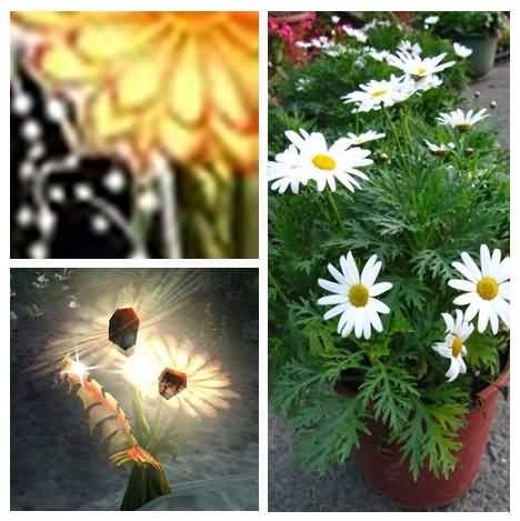 佛罗伦娜的艾泽拉斯草药学笔记--外域篇:梦露花