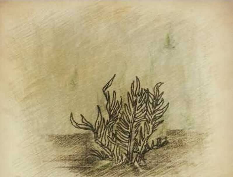 佛罗伦娜的艾泽拉斯草药学笔记--外域篇:噩梦藤